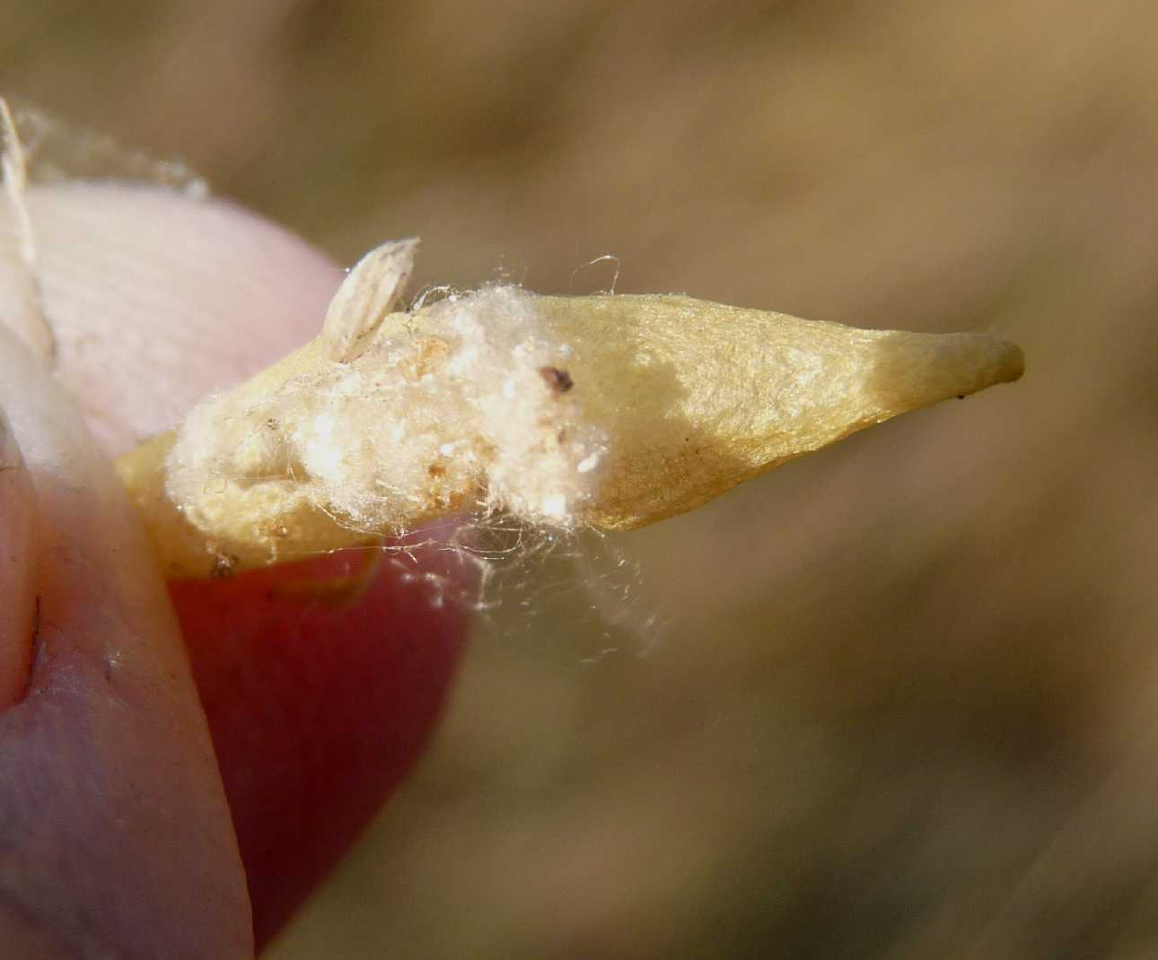 Ovisacchi di Cyrtarachne ixoides - Santa Teresa Gallura (OT)